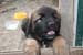 chiots7