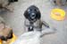 chiots8