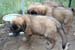 chiots9