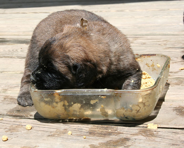 repas2