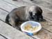 repas1